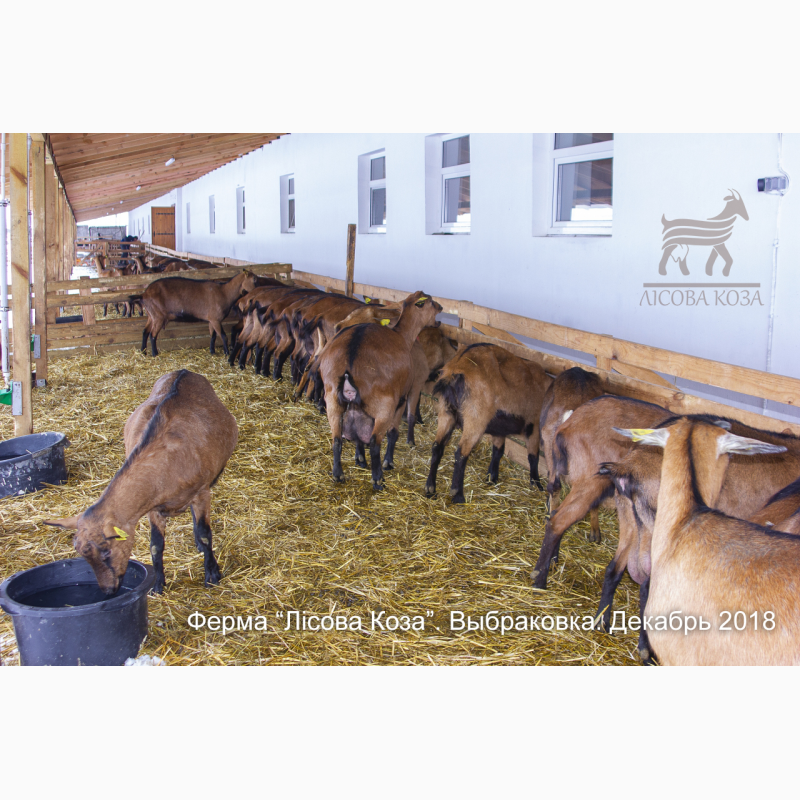 Фото 12. Взрослые козы Альпийской породы - Выбраковка из основного стада