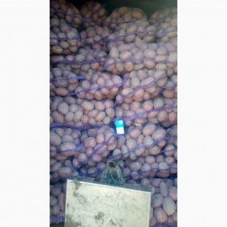 Куплю картоплю у тернопільській області