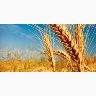 Підприємство закуповує пшеницю