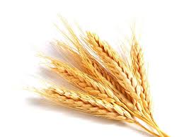 Фото 2. Підприємство закуповує пшеницю