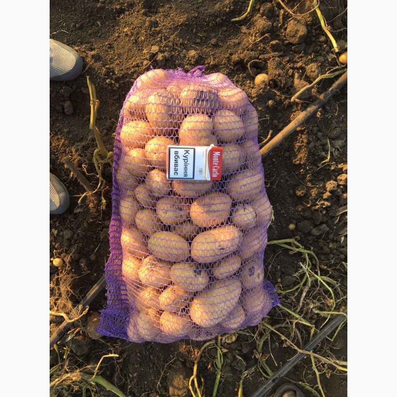 Фото 2. Продам молодой качественный картофель с поля, сорт Аризона