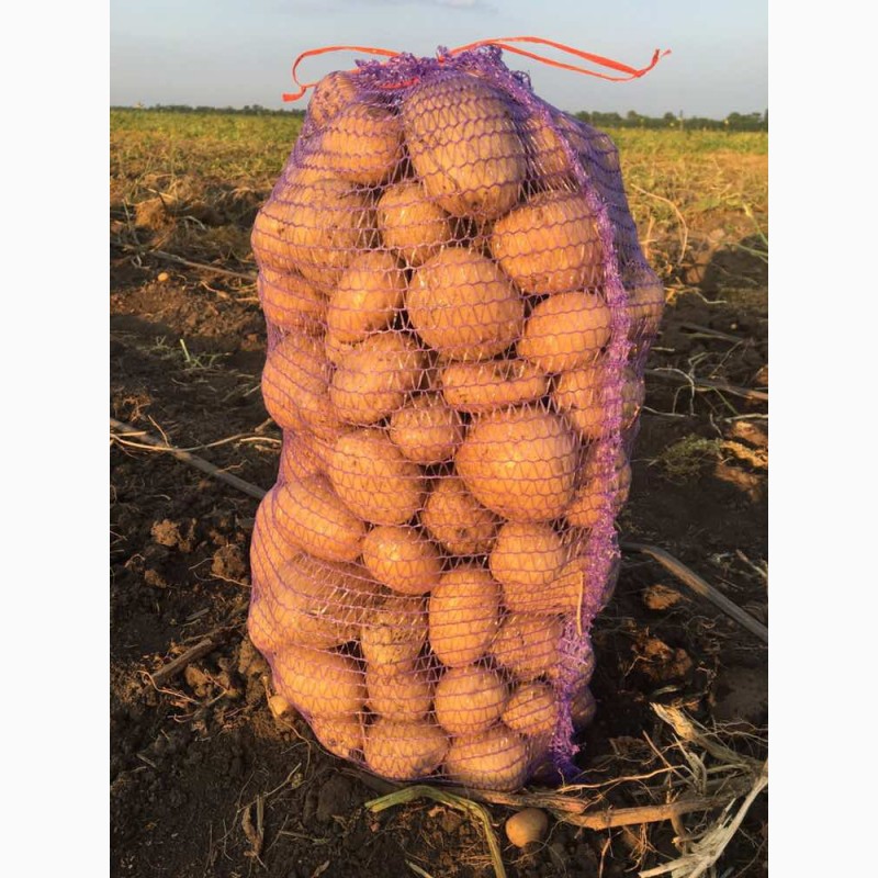 Фото 3. Продам молодой качественный картофель с поля, сорт Аризона