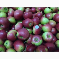 Урожай 2019-го, яблоко Ред Фри 1-й сорт 12грн, 2-й сорт 6грн