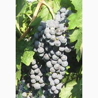 Продам виноград технических сортов:Каберне - Совиньон, Мерло