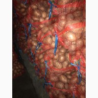 Продам картофель товарный белый, сорт Аризона со склада в Харькове