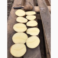 Продам картофель товарный белый, сорт Аризона со склада в Харькове
