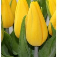 Букеты тюльпанов на 8 марта по оптовым ценам