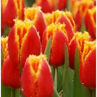 Букеты тюльпанов на 8 марта по оптовым ценам