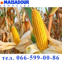 Семена кукурузы. Гибрид Madivo, ФАО 340, документы. Maisadour Semences