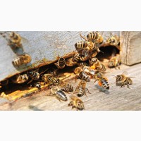Пчелосемьи, пчелы (Дадан), пасека 2020 (ЛНР), Луганск