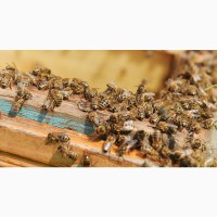 Пчелосемьи, пчелы (Дадан), пасека 2020 (ЛНР), Луганск