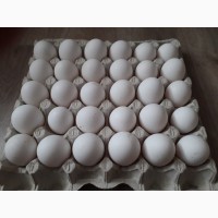 Инкубационное яйцо курок-несушек породы Леггорн