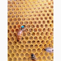 Плідні бджоломатки продам