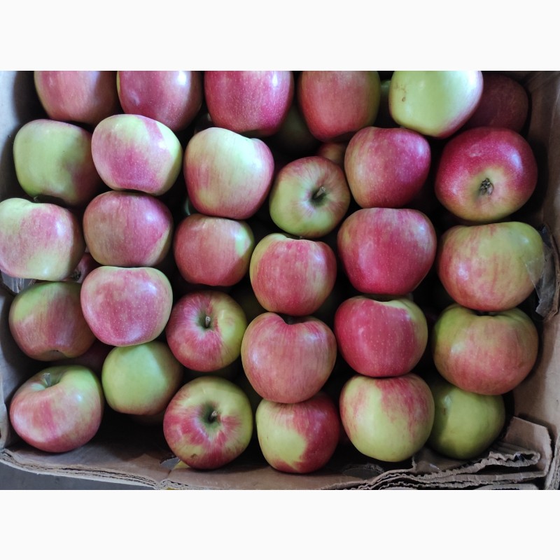 Фото 2. Продам яблоки разных сортов