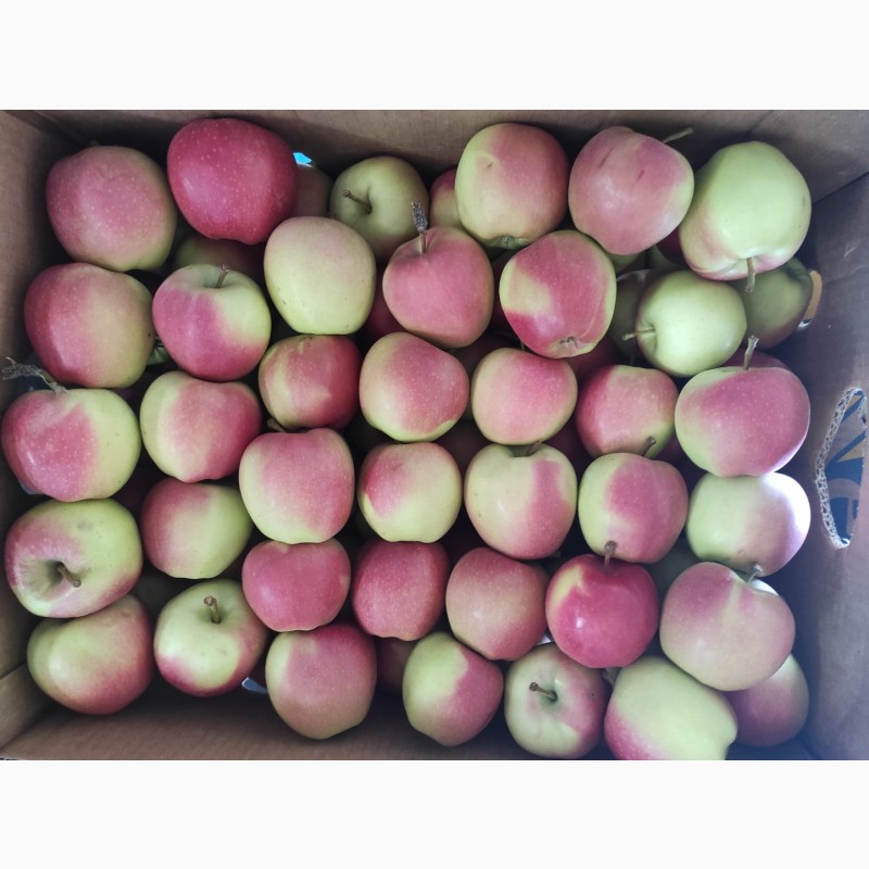 Фото 3. Продам яблоки разных сортов