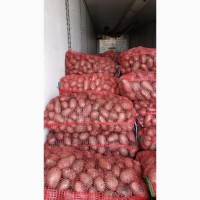 Прямые поставки картофеля с Румынии