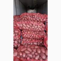 Прямые поставки картофеля с Румынии