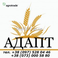 Продам Адапт, яровой ячмень, элита и 1 репродукция, документы