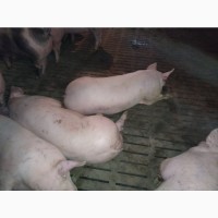 Продажа мясных свиней 1, 2 категории