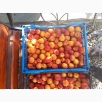 Продам свіжий абрикос Цунамі