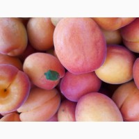 Продам свіжий абрикос Цунамі