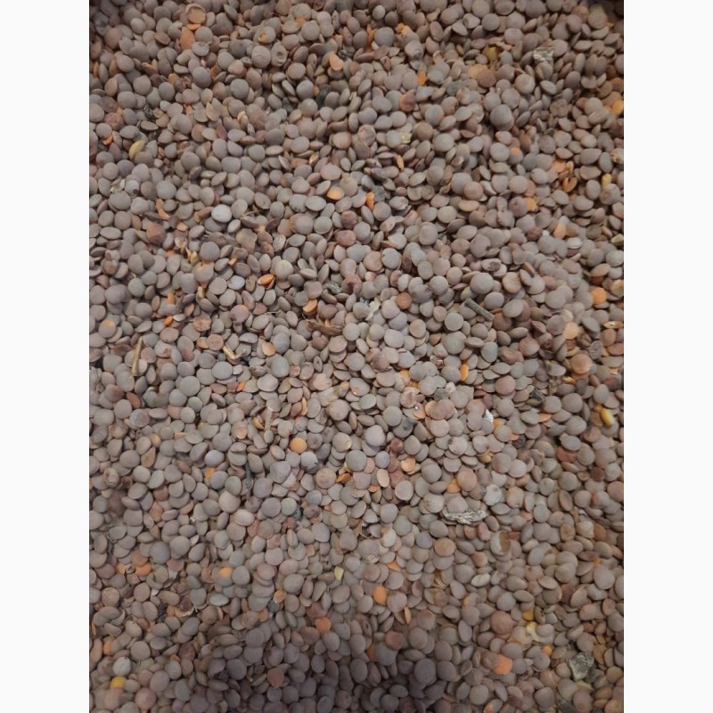 Фото 7. Ядро семечки семена Тыквы Кабака, Ядро насіння Гарбуза