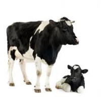 Заготовка корів на мясо в любій кількості постійно