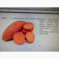 Батат оранжевых сортов рассада и клубни маточные 20 грн