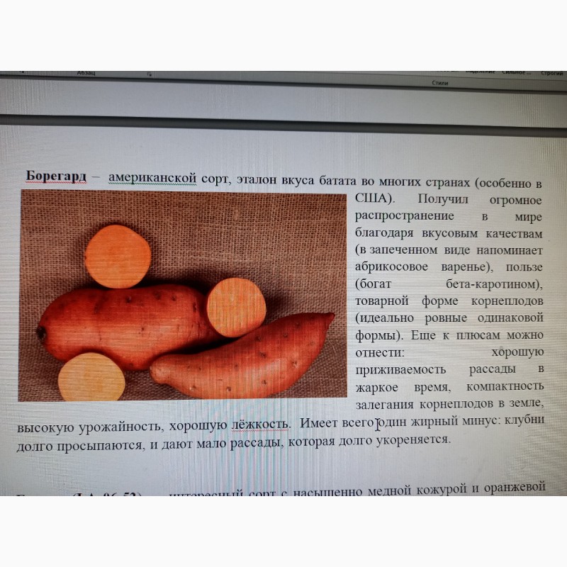 Фото 7. Батат оранжевых сортов рассада и клубни маточные 20 грн
