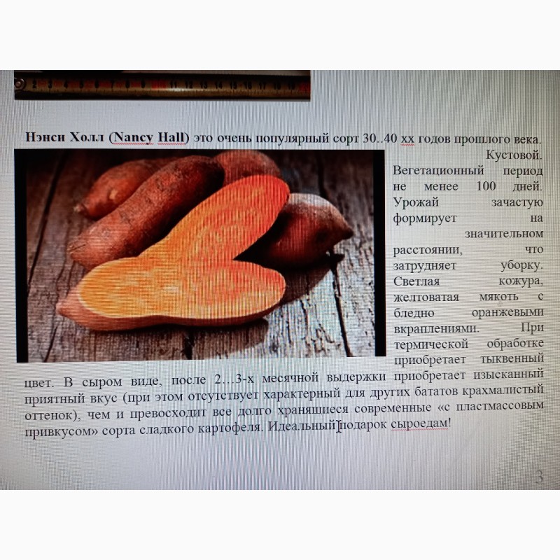 Фото 9. Батат оранжевых сортов рассада и клубни маточные 20 грн