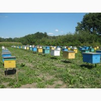 Продам свiжий мед, врожай 2023