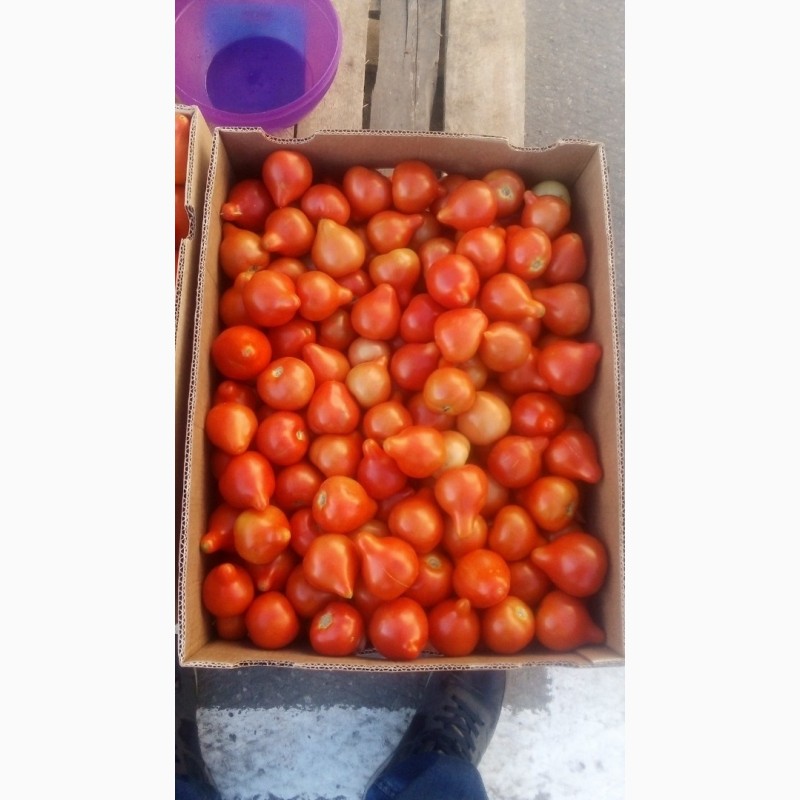 Фото 2. Продам солодкі помідори