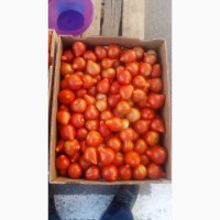 Продам солодкі помідори