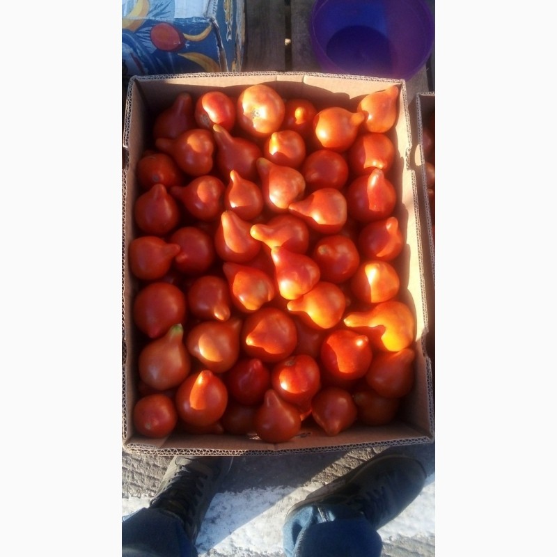 Фото 3. Продам солодкі помідори