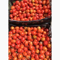 Грунтовые помидоры сливка сорт терион