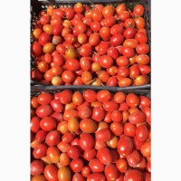 Грунтовые помидоры сливка сорт терион