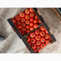 Продам томаты