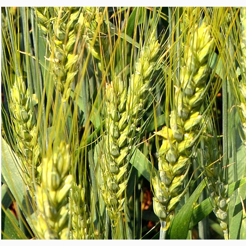 Фото 3. Пшениця м#039;яка озима Легенда білоцерківська, еліта