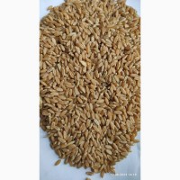 Продам пшеницу фуражную- 3000т., (I will sell fodder wheat - 3000 tons)
