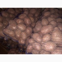 Продам картоплю Бела роса