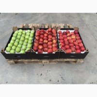 Продаємо Яблука зимових сортів, ОПТОМ, фрешовані, холодильник (РГЦ)