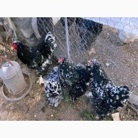 Інкубаційне яйце кур, курчата, Брама Золото, Мармур