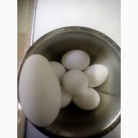Продам гусей на племя Большой Серый Украинский + яйца для кладки