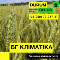 Пшениця озима (остиста) - BG Klimatika / Durum Seeds /