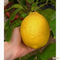 Продам саджанці лимона сортів Павловський та Пондероза оптом від 50 шт