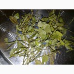 СМАЧНИЙ ЧАЙ із листя та бруньків чорниці!!! (Вкусный чай из листьев и стебелей черники)