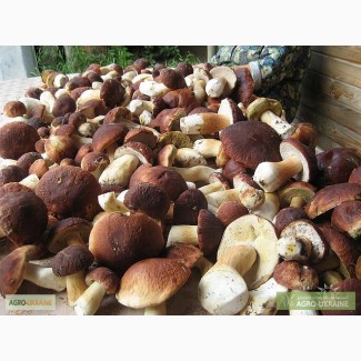 Продам Белые грибы закарпатья! Свежемороженые, сухие, консервированые