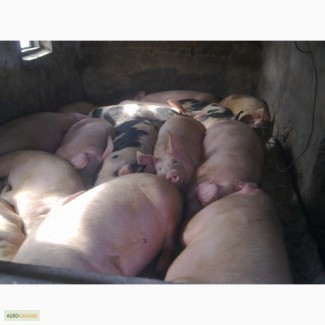 Продам домашние свиньи