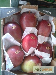 Фото 8. Продаем манго из Испании