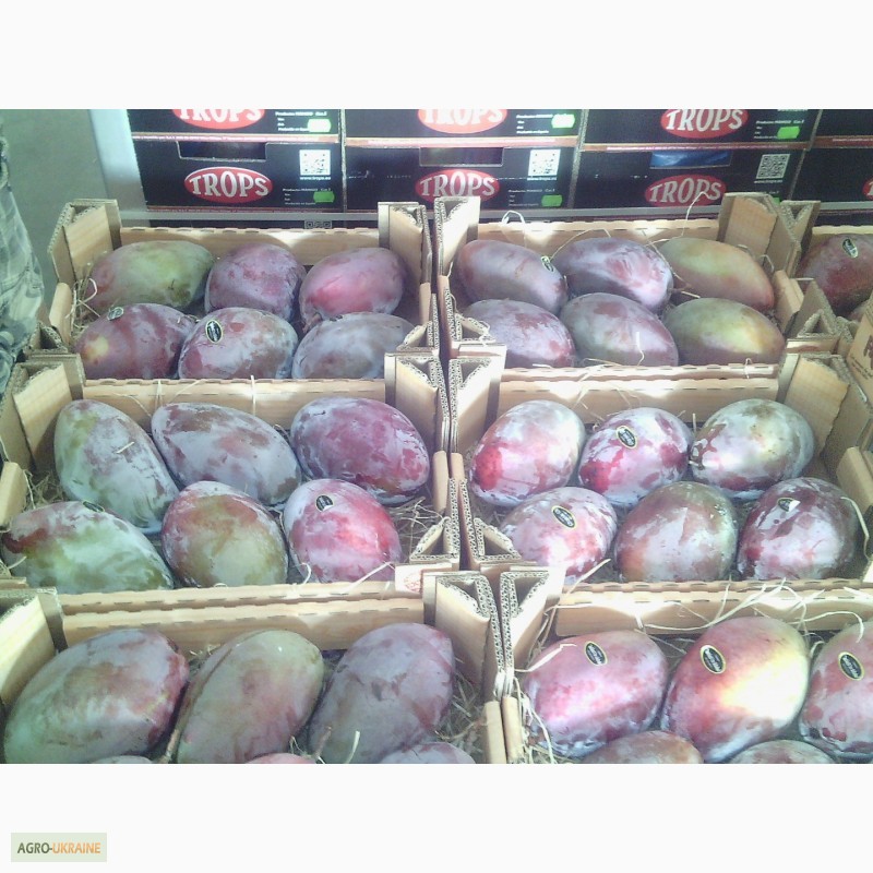 Фото 12. Продаем манго из Испании